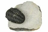 Bargain, Austerops Trilobite - Visible Eye Facets #186724-1